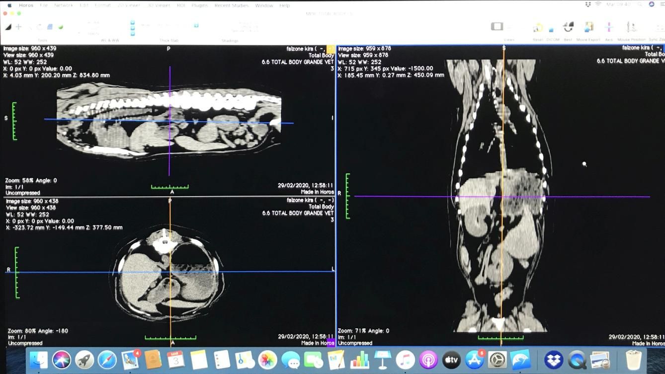 Tomografia Computerizzata TAC Veterinaria eseguita presso il centro veterinario San Filippo - Agira (ENNA)
