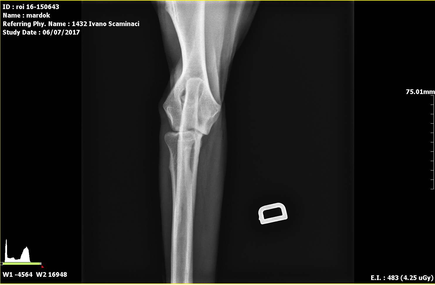 Radiografie ufficiali per la ricerca della displasia dell'anca e del gomito eseguite presso il centro veterinario San Filippo - Agira (ENNA)