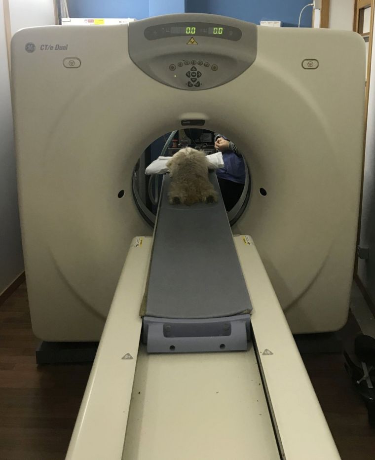 Tomografia Computerizzata - Tac ad Agira (ENNA) presso il centro veterinario San Filippo