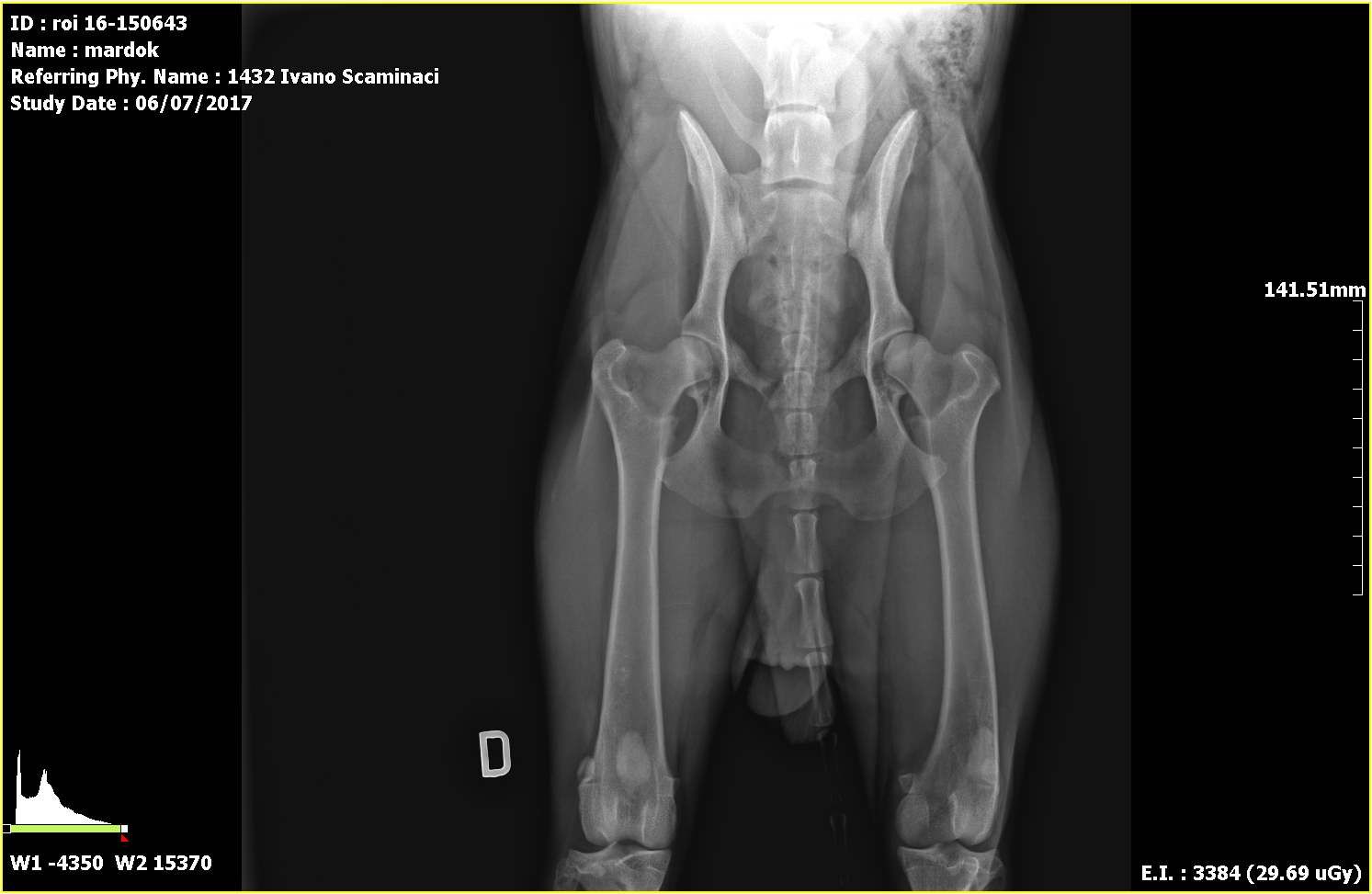 Radiografie ufficiali per la ricerca della displasia dell'anca e del gomito eseguite presso il centro veterinario San Filippo - Agira (ENNA)