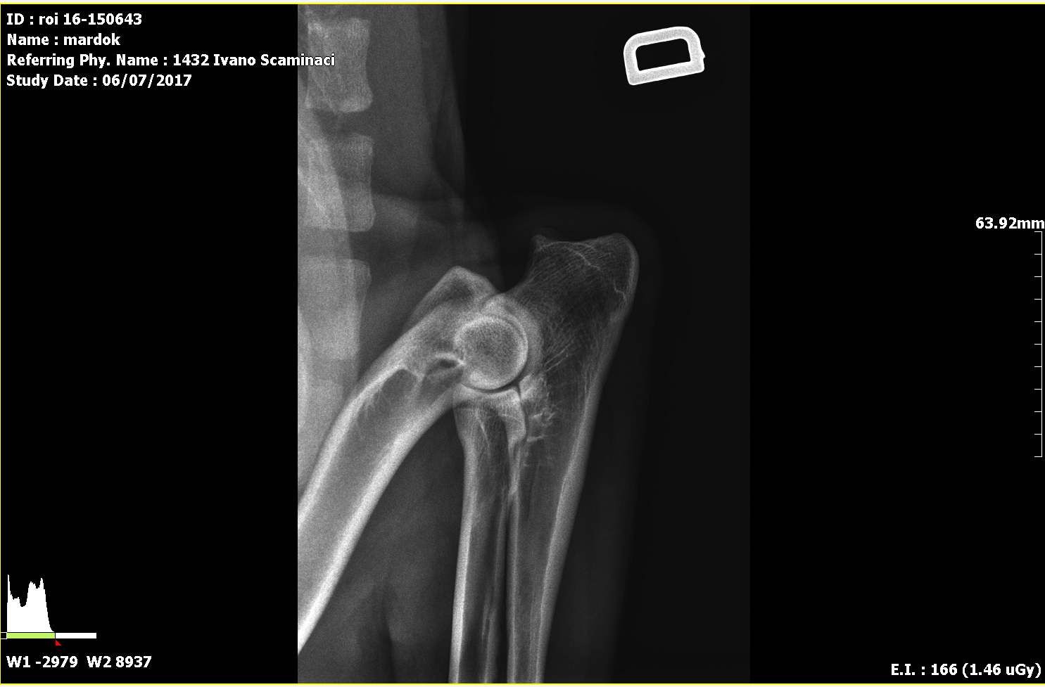 Radiografie ufficiali per la ricerca della displasia dell'anca e del gomito