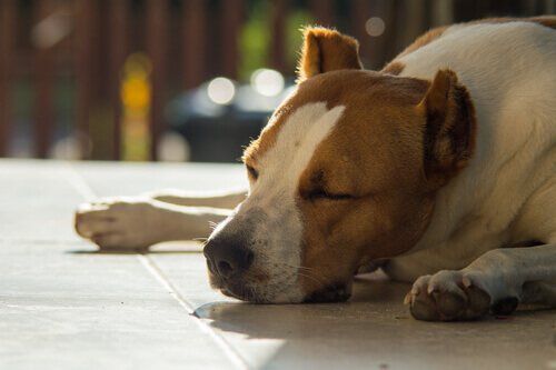 Gastroenterite virale nel cane