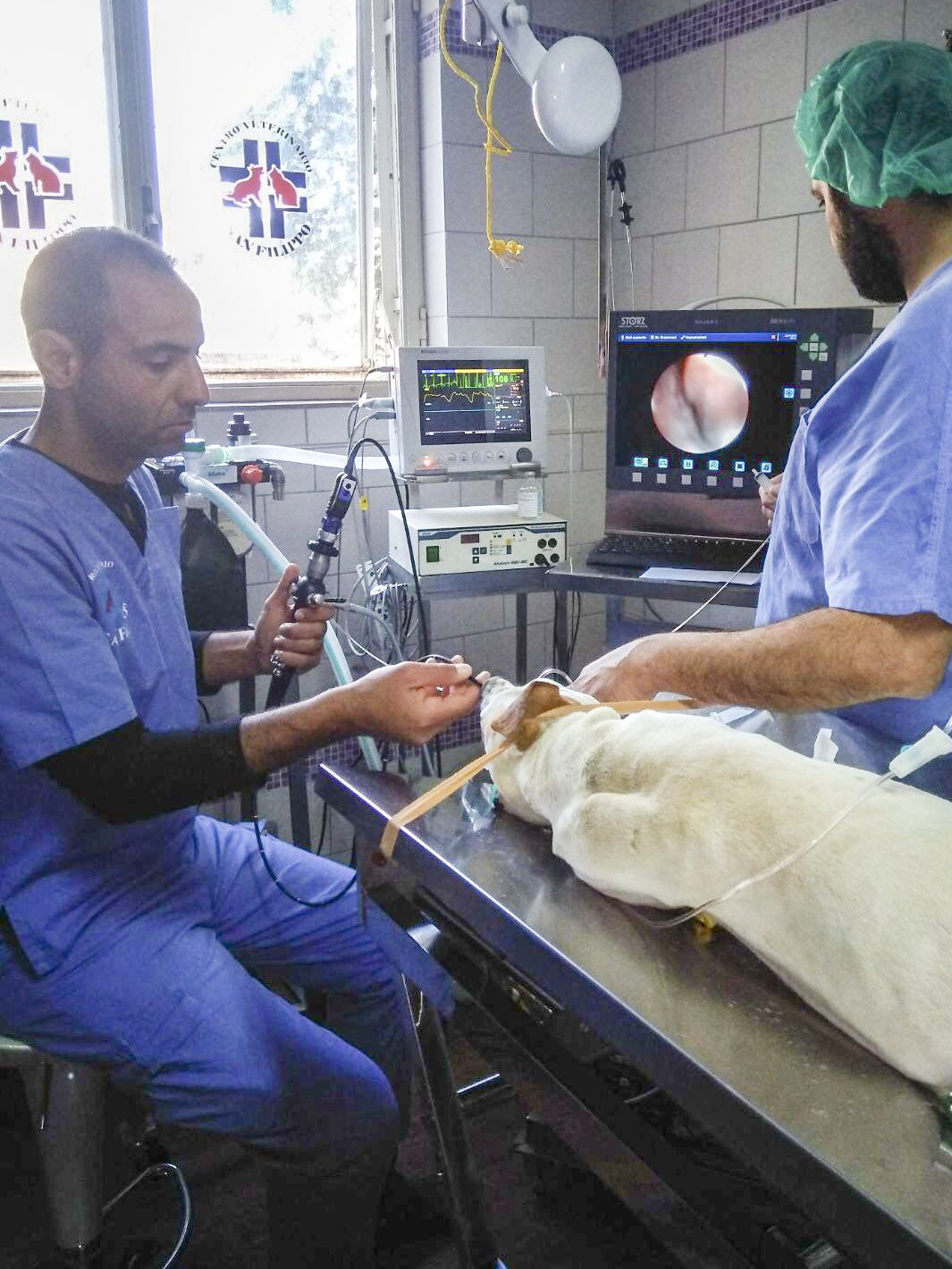 L'endoscopia eseguita presso il Centro Veterinario San Filippo consente di individuare e curare patologie importanti dell’animale.