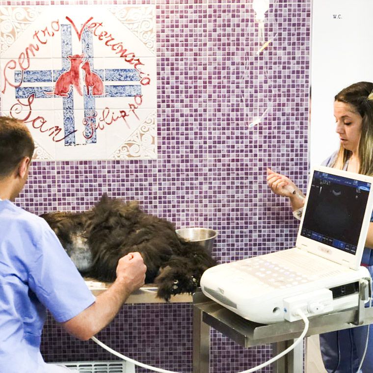 Presso il Centro  Veterinario San Filippo, ad Agira, nel cuore della provincia di Enna, è in funzione un ecografo Mylab five.