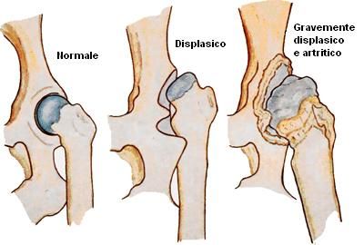 Displasia dell'anca nel cane