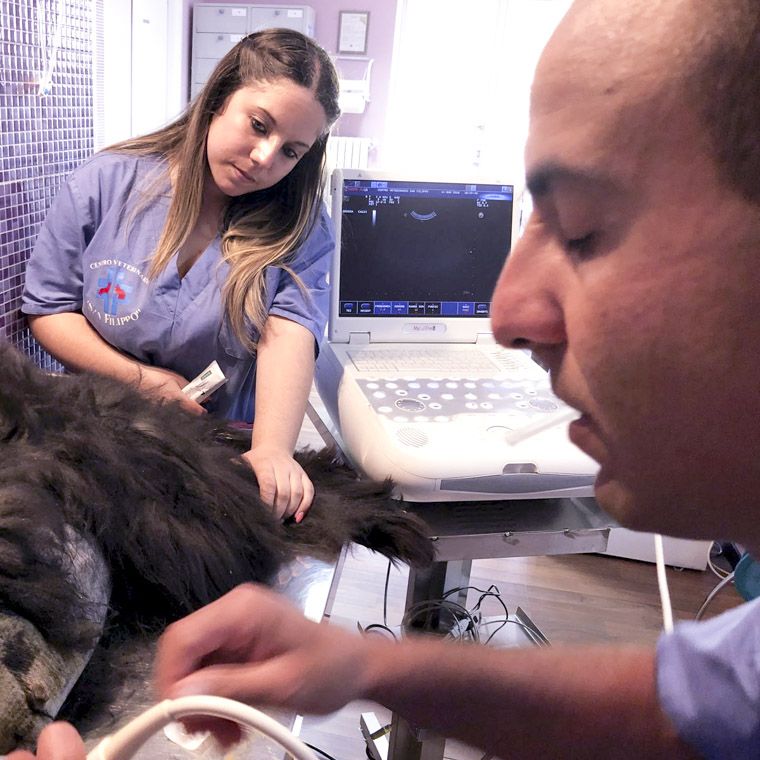 La visita eseguita presso il Centro Veterinario San Filippo è un importante momento di prevenzione; in genere nei soggetti sani corrisponde con l’appuntamento vaccinale una, due volte l’anno.